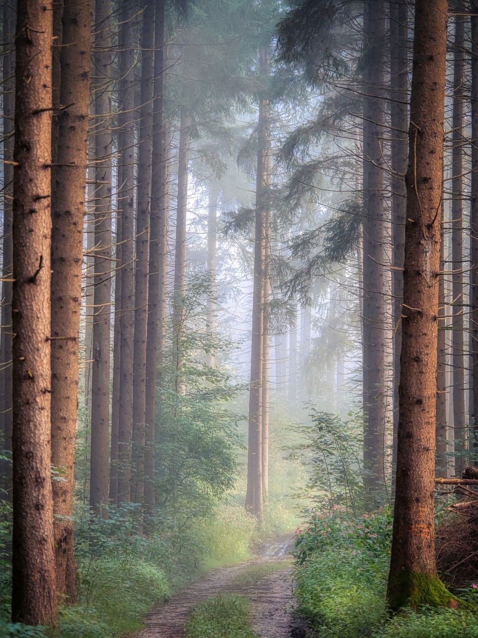 Foggy forest path through autumn trees, light diffusing through mist